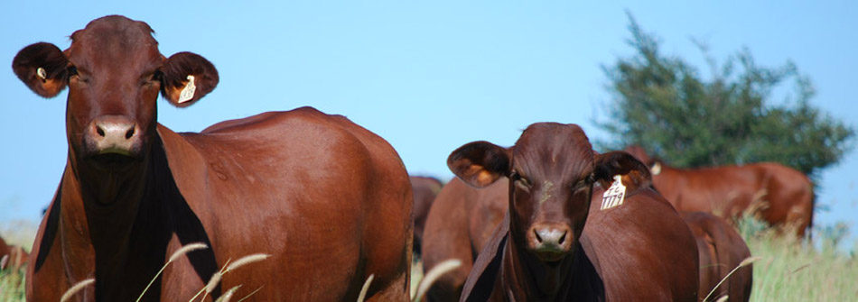 Dangarfield Header Banner