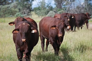 Private Sale Bulls