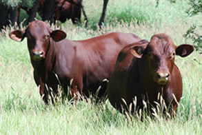 Private Sale Bulls