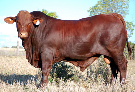 Past Sales - Dangarfield Santa Gertrudis