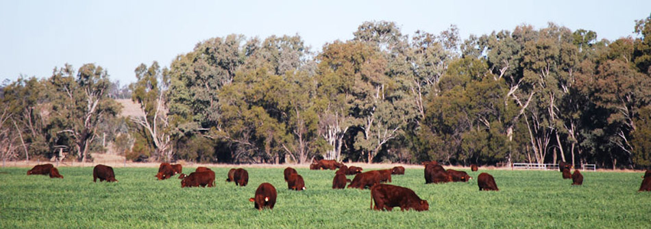 Dangarfield Header Banner