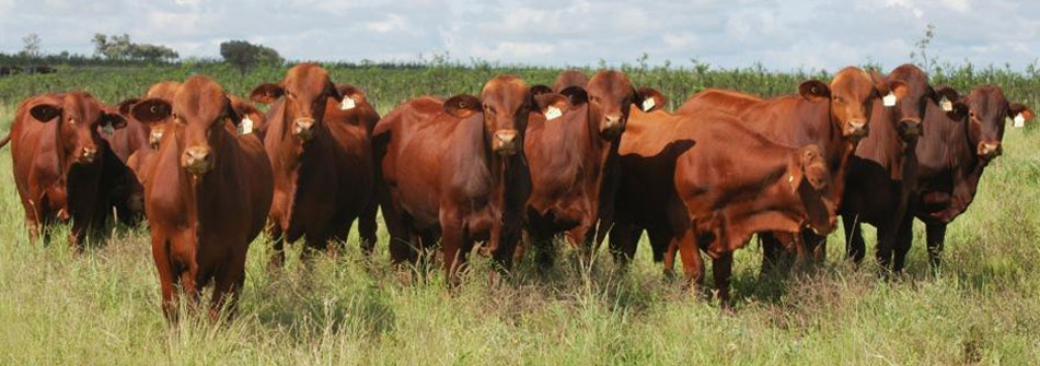 Dangarfield Header Banner