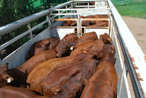 Private Sale Bulls