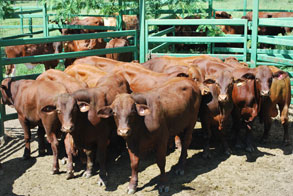 Private Sale Bulls