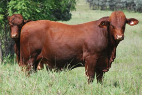 Private Sale Bulls