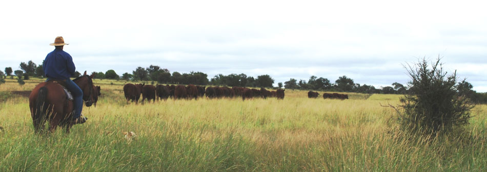 Dangarfield Header Banner