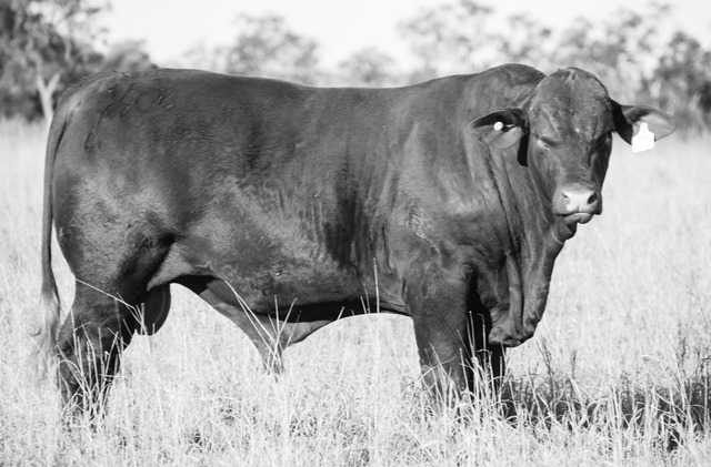 LOT 16: DANGARFIELD XEROX (PS)