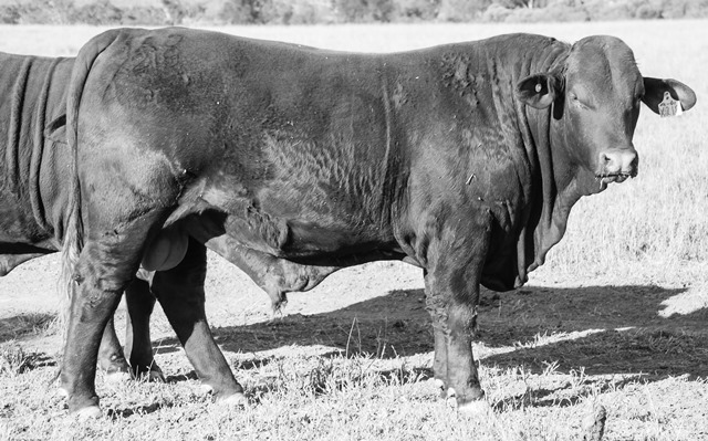 LOT 20: DANGARFIELD X-PECT