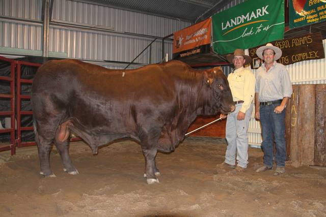 Ben Adams, Dangarfield Santa Gertrudis, Taroom, congratulates Alan Martin, Riverslea Santas, Delungra, NSW, on purchasing the $40,000 top price bull, Dangarfield Universe (PS), at the special 25th anniversary twilight sale