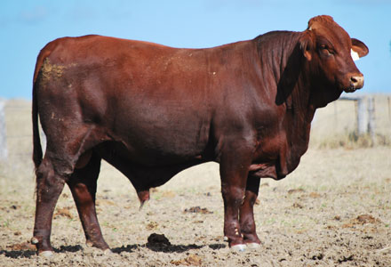 Past Sales - Dangarfield Santa Gertrudis