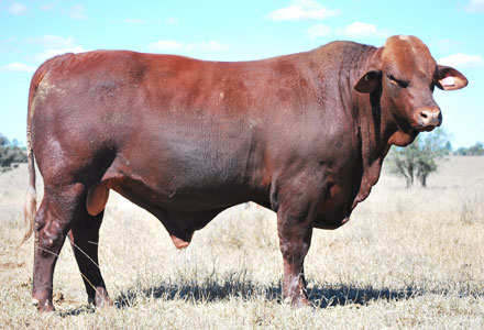 Past Sales - Dangarfield Santa Gertrudis